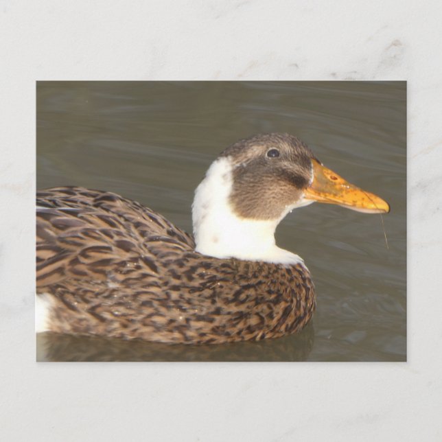 Cute Duck Close Up DIY Holiday Postcard (Front)