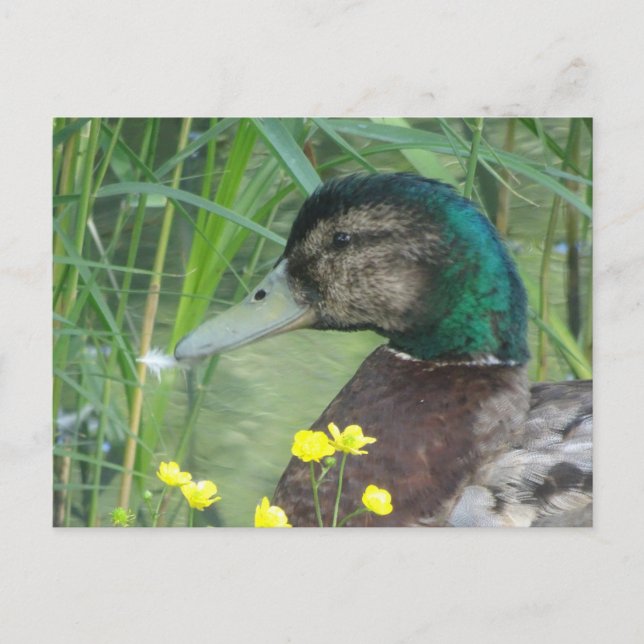 Cute Duck Close Up DIY Postcard (Front)