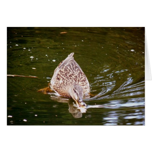 Cute Duck Feeding (Front Horizontal)