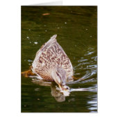 Cute Duck Feeding (Front)