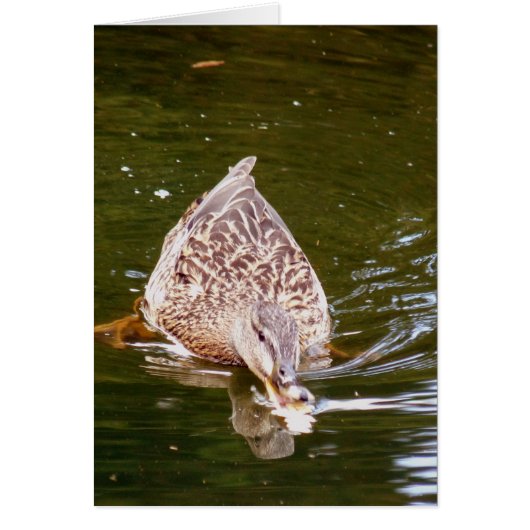 Cute Duck Feeding Cards (Front)