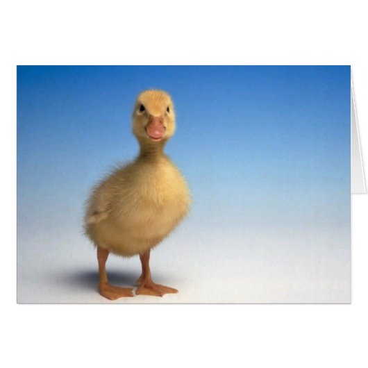 Cute Duckling Card (Front Horizontal)