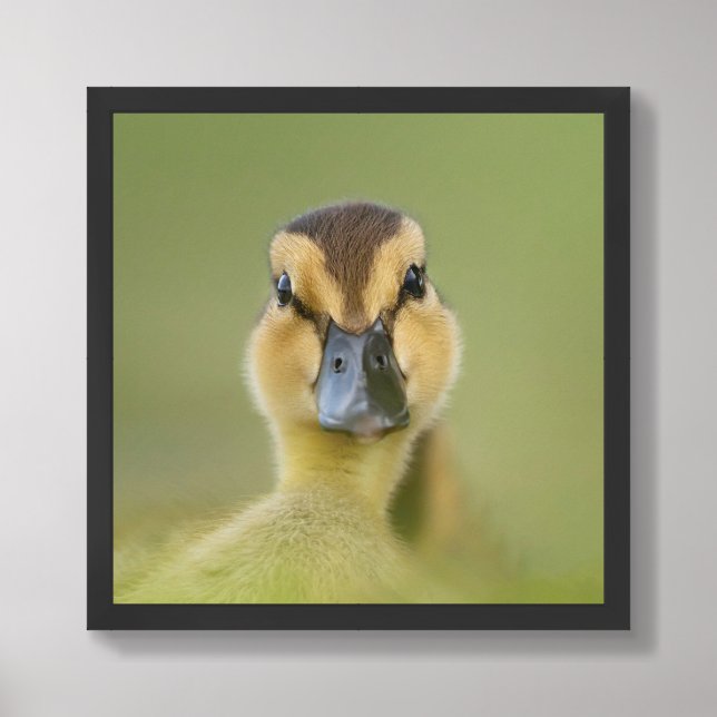 Cute Duckling Portrait Wildlife Art Print (Framed Front)