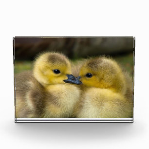 Cute ducklings photo