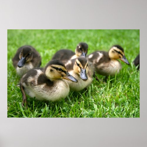 Cute Ducklings Poster