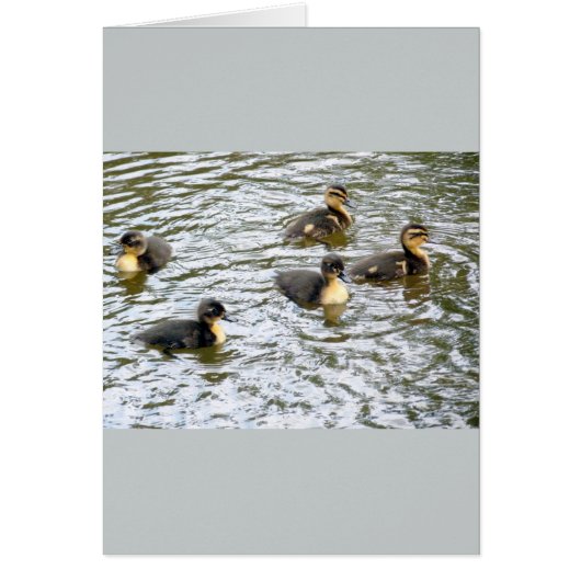 Cute Ducklings Swimming Cards (Front)