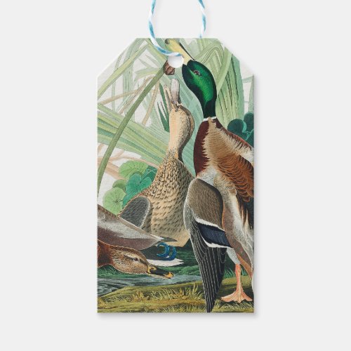 Cute Ducks from Birds of America Audubon   Gift Tags