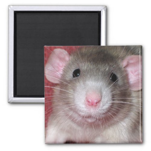 Cute Dumbo Rat Magnet