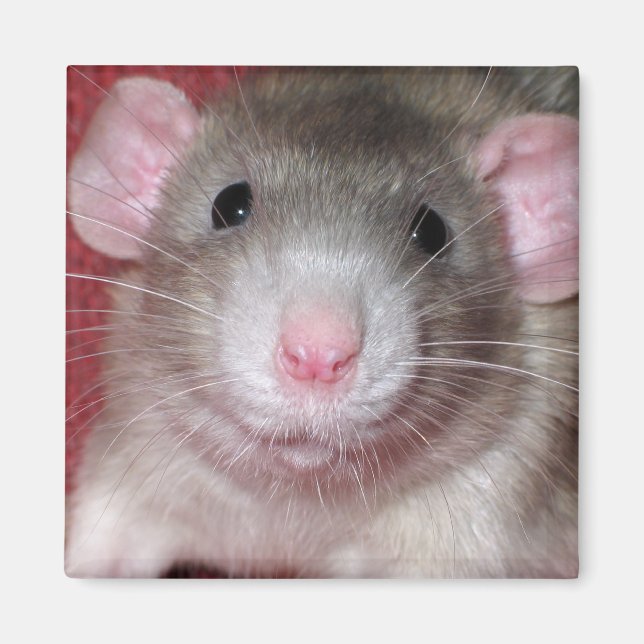 Cute Dumbo Rat Magnet (Front)