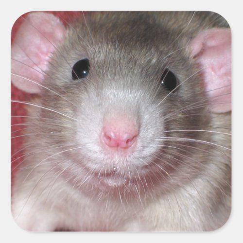 Cute Dumbo Rat Square Sticker
