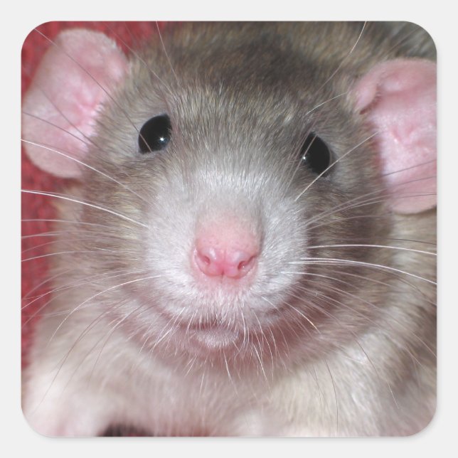 Cute Dumbo Rat Square Sticker (Front)
