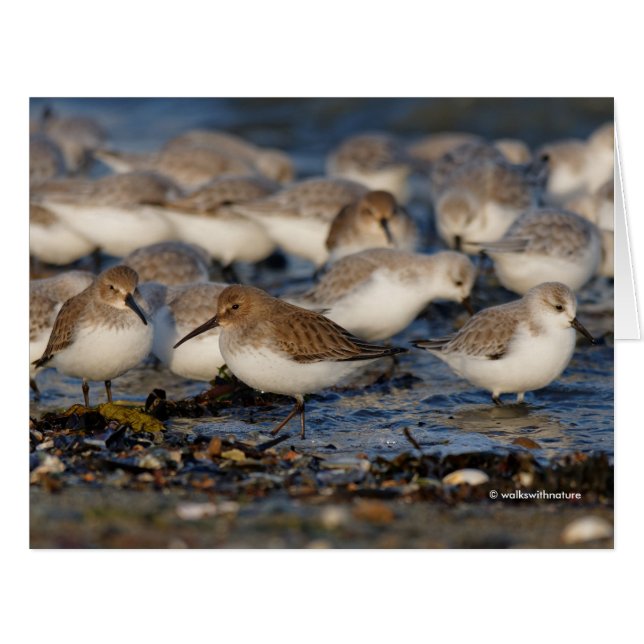 Cute Dunlins Sanderlings Sandpipers at Beach Cards (Front Horizontal)