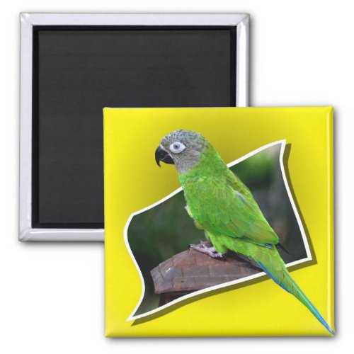 Cute Dusky Headed Conure Parrot Bird Magnet