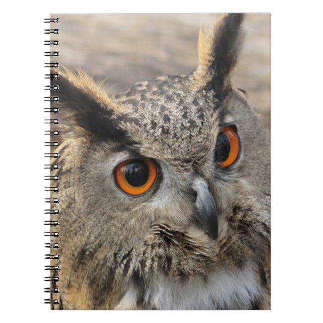 Cute eagle owl photography  notebook (Front)