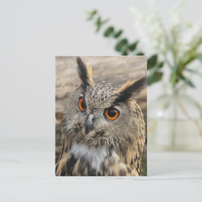 Cute eagle owl postcard (Standing Front)