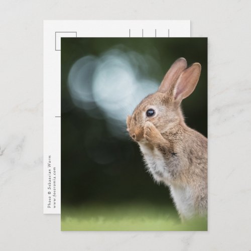 Cute Easter Bunny Photo Postcard