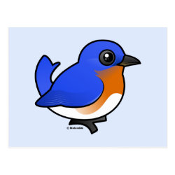 Eastern Bluebird Postcard