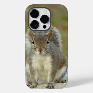 Cute Eastern gray squirrel close-up 