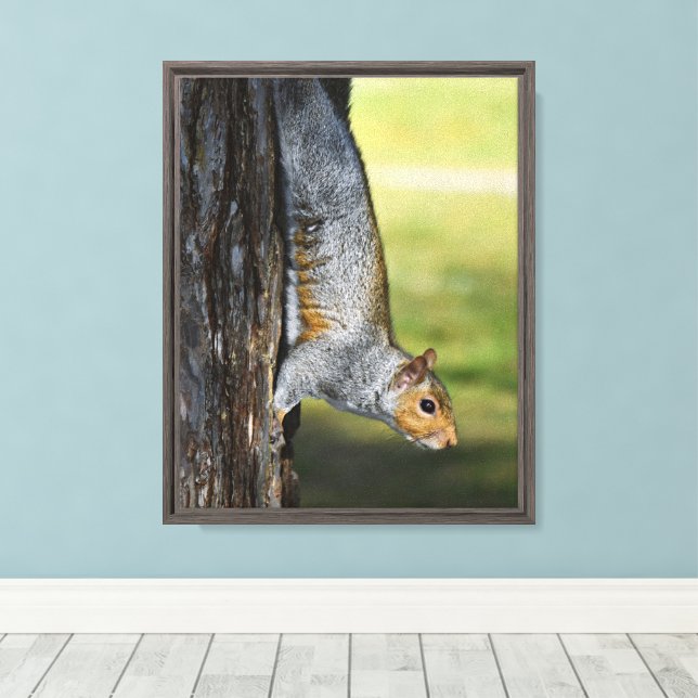 Cute Eastern Gray Squirrel Nature Photo Canvas Print (Insitu(Wood Floor))