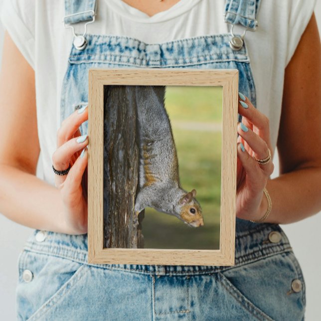 Cute Eastern Gray Squirrel on Tree Photo Print (In Situ Framed)