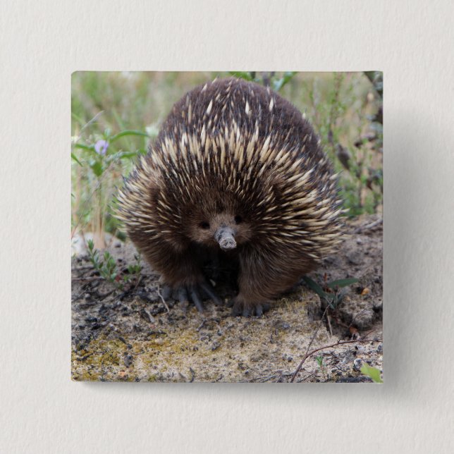 Cute Echidna from Australia Button (Front)
