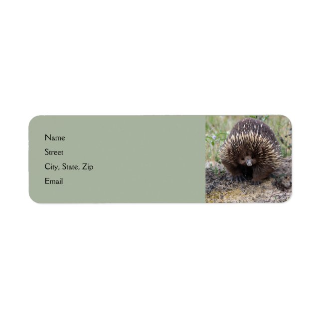 Cute Echidna from Australia Label (Front)
