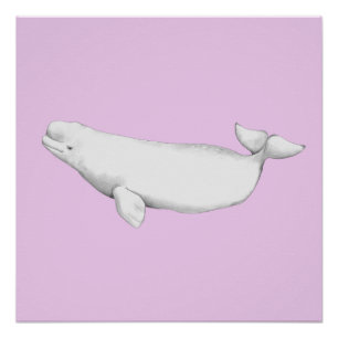 Cute Elegant Beluga Whale Book Illustration Poster