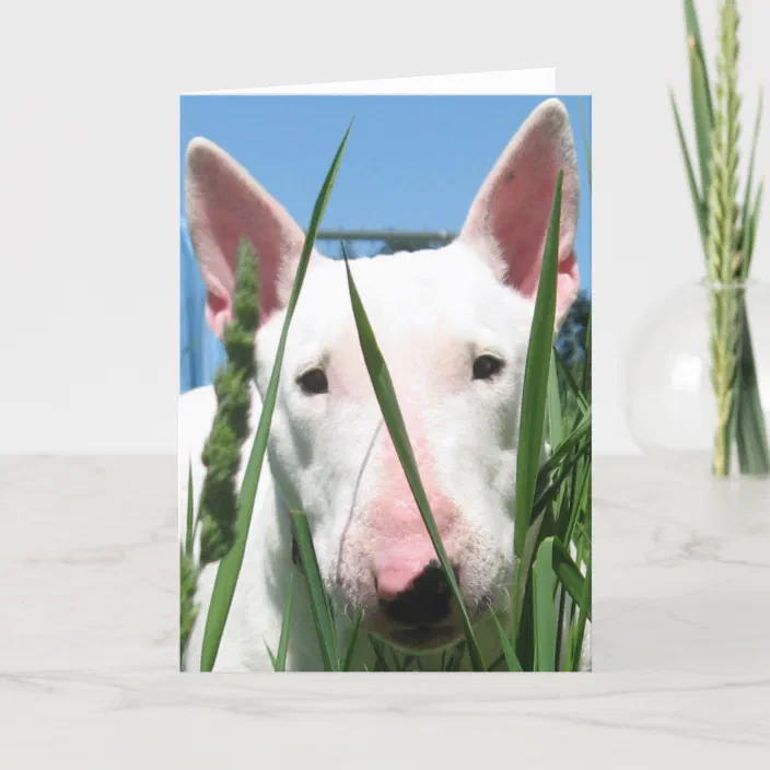 PERSONALISED ENGLISH BULL TERRIER DOG VALENTINE BIRTHDAY ANY OCCASION CARD 
