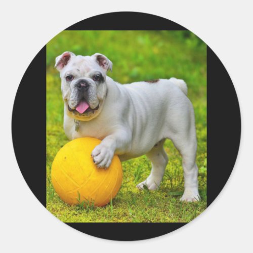 Cute English Bulldog Basketball Bulldog Lover Gift Classic Round Sticker