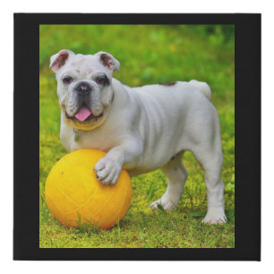 Cute English Bulldog Basketball Bulldog Lover Gift Faux Canvas Print