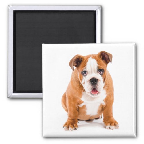 Cute English Bulldog Lover Funny Puppy Dog Magnet