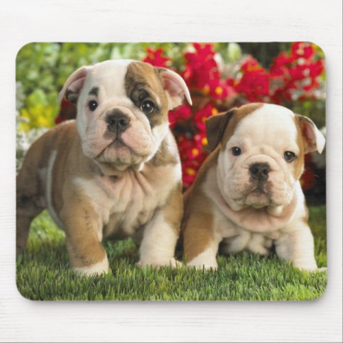 Cute English Bulldog Puppy Dogs Mousepad