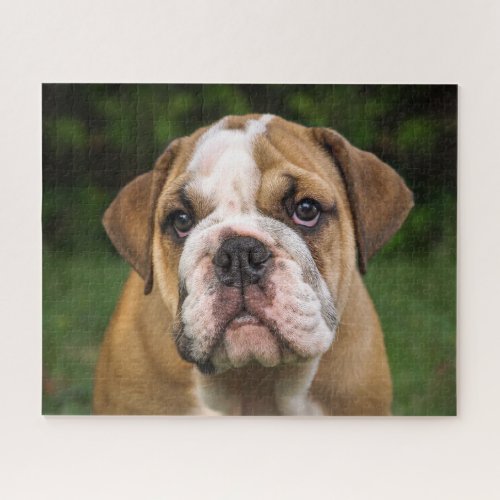 Cute English Bulldog Puppy Jigsaw Puzzle