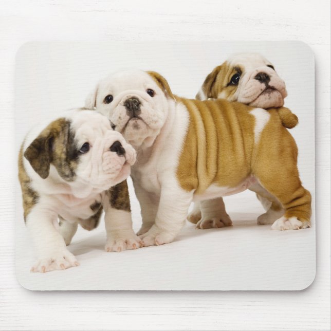 Cute  English Bulldogs Puppy Dogs Playing Mousepad (Front)