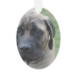 Cute English Mastiff Ornament