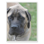 Cute English Mastiff Temporary Tattoos