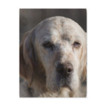 Cute English Setter Postcard