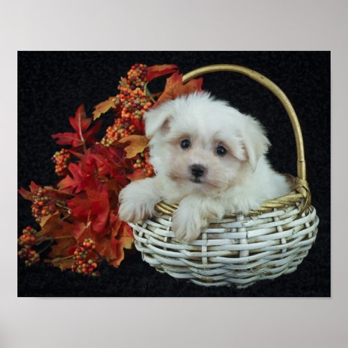 Cute Fall Puppy Poster