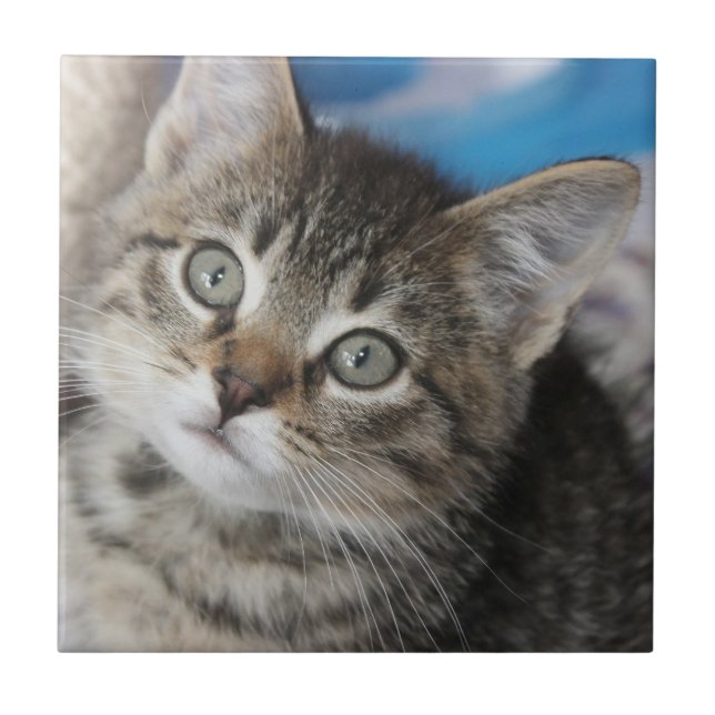 Cute Family Cat Photo Ceramic Tile (Front)