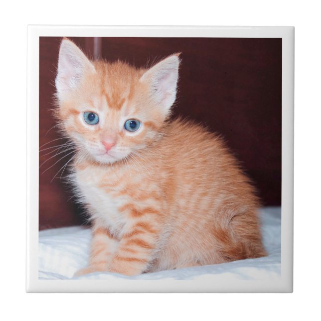 Cute Family Kitten Modern Minimalist Border Ceramic Tile (Front)