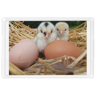cute,farm ,animals, kids,farm animal, pet, alive, acrylic tray
