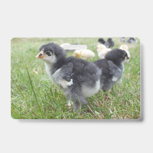 cute, farm, animals, kids, farm animals, pet, badge