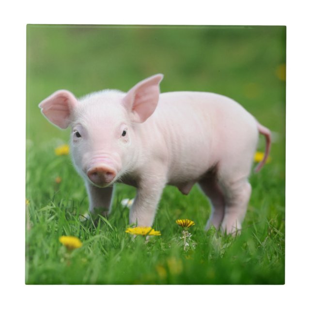 Cute Farm Living Barn Pink Piglet  Ceramic Tile (Front)