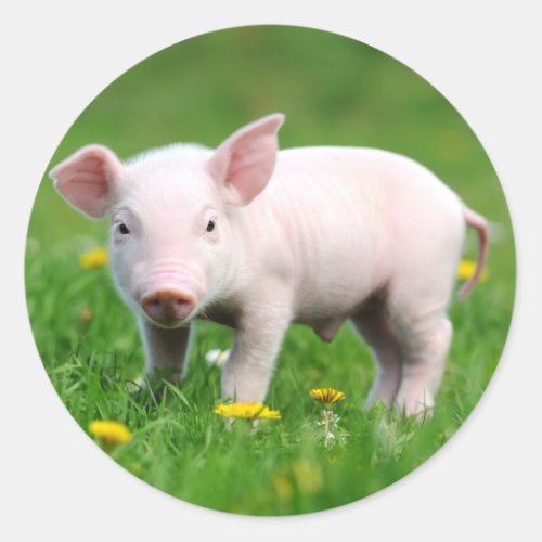 Cute Farm Living Barn Pink Piglet  Classic Round Sticker