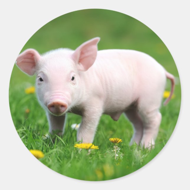 Cute Farm Living Barn Pink Piglet  Classic Round Sticker (Front)