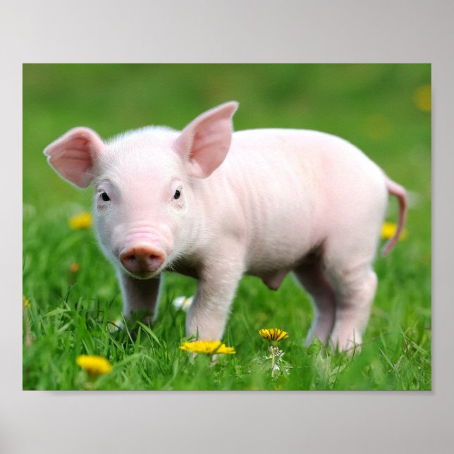 Cute Farm Living Barn Pink Piglet Poster (Front)