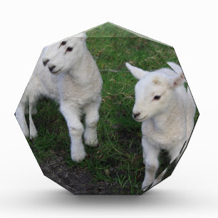 Cute Farm Ranch Baby Twins Sheep Lamb Acrylic Award