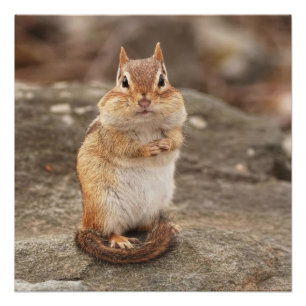 Cute Fat and Fluffy Chipmunk Poster