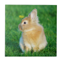 Cute Fawn Bunny Sitting in Grass Tile