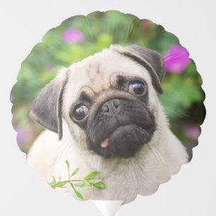 Cute Fawn Colored Pug Puppy Dog Face Pet Photo --- Balloon